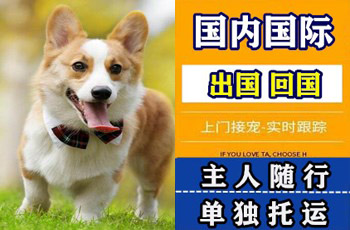 南昌市宠物托运公司南昌市宠物托运公司南昌市宠物托运公司
