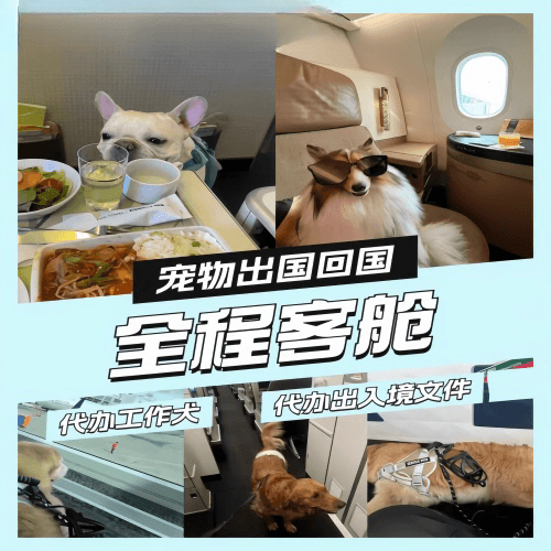 南昌市宠物托运到白俄罗斯宠物入境规定和要求